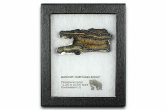Mammoth Molar Slice With Case - South Carolina #377853