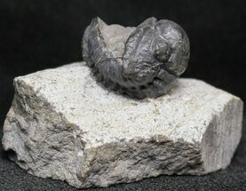 Upside Down Gerastos Trilobite Fossil #19673