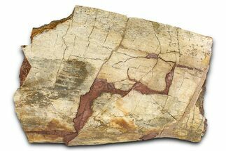 Fossil Hadrosaur (Edmontosaurus) Scapula Section - Wyoming #378029