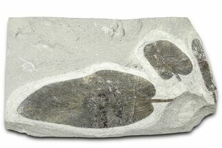 Carboniferous Fossil Fern (Neuropteris) Plate - France #378109