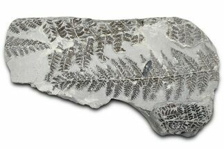 Carboniferous Fossil Fern (Sphenopteris) Plate - France #378129