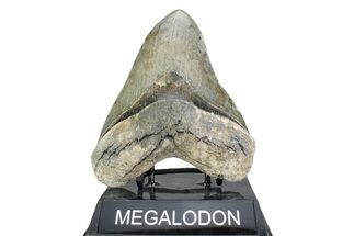 Serrated, Fossil Megalodon Tooth - North Carolina #378051