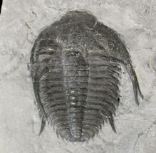 Upper Cambrian Orygmaspis Trilobite - BC #19677