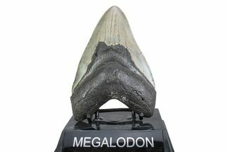 Serrated, Fossil Megalodon Tooth - North Carolina #378054