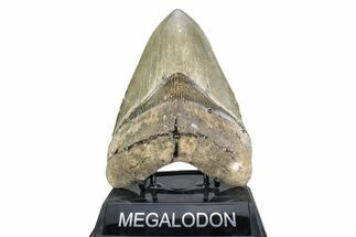 Serrated, Fossil Megalodon Tooth - North Carolina #378057