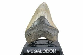Fossil Shark Teeth For Sale