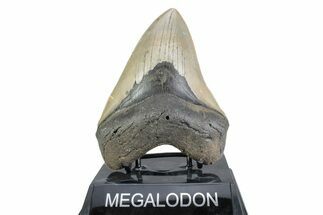Fossil Megalodon Tooth - North Carolina #378058