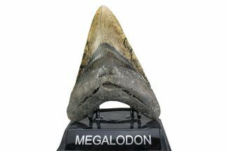 Fossil Megalodon Tooth - North Carolina #378060