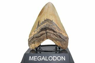 Fossil Megalodon Tooth - North Carolina #378074