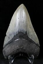 Serrated Megalodon Tooth - Venice, FL #19810