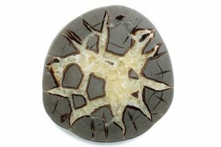 Polished Septarian Nodule Half - Utah #378435