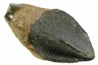 Unworn Triceratops Tooth with Partial Root - Montana #378471