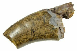 Partial Fossil Tyrannosaur (Nanotyrannus) Tooth - Montana #378485