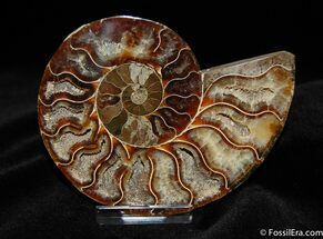 Jaw Dropping Cleoniceras Ammonite (Half) #371