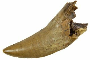 Dinosaur Teeth For Sale