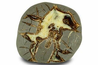 Polished Septarian Slab with Partial Ammonite Fossil - Utah #378539