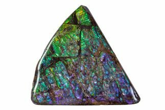 Flashy Ammolite (Fossil Ammonite Shell) - Greens & Purples #378467