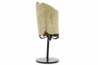 Fossil Triceratops Rib Section w/ Metal Stand - South Dakota #378559