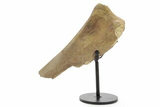 Fossil Hadrosaur Rib Section w/ Metal Stand - South Dakota #378560