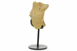Fossil Hadrosaur Skull Section w/ Metal Stand - South Dakota #378561