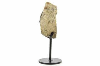 Dinosaur (Triceratops) Frill Shield Edge w/ Stand - South Dakota #378565