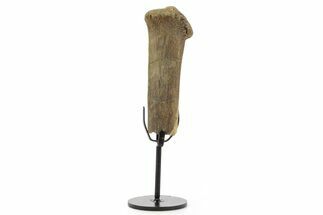 Fossil Hadrosaur Chevron Bone w/ Metal Stand - South Dakota #378570