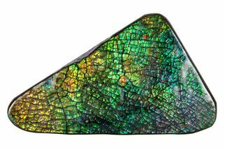 Flashy Ammolite (Fossil Ammonite Shell) - Greens & Yellows #378488