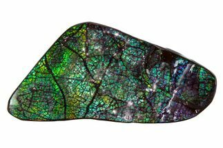 Flashy Ammolite (Fossil Ammonite Shell) - Greens & Purples #378504