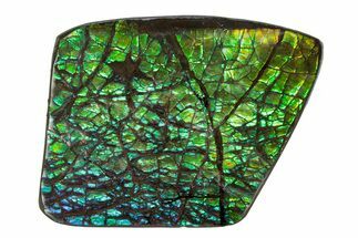 Flashy Ammolite (Fossil Ammonite Shell) - Rainbow Colored #378509