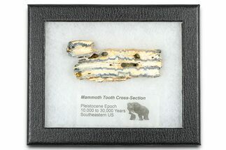 Mammoth Molar Slice With Case - South Carolina #377764