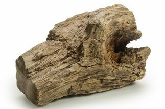 Triassic-Age Petrified Wood Log - Madagascar #378880