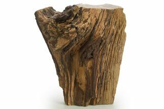 Triassic-Age Petrified Wood Log - Madagascar #378884