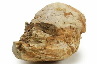 Triassic-Age Petrified Wood Log - Madagascar #378894