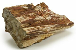 Triassic-Age Petrified Wood Log - Madagascar #378895