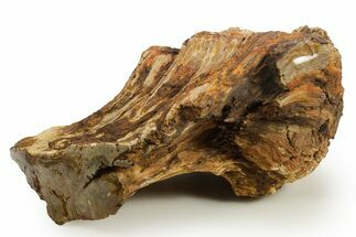 Triassic-Age Petrified Wood Log - Madagascar #378897