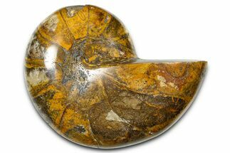 Polished Fossil Nautilus (Cymatoceras) - Madagascar #378971