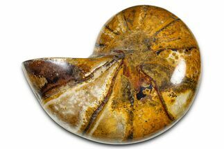 Polished Fossil Nautilus (Cymatoceras) - Madagascar #378983