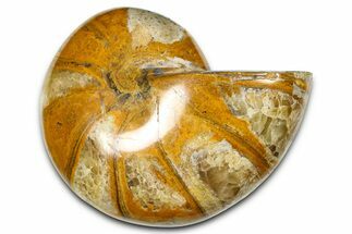Polished Fossil Nautilus (Cymatoceras) - Madagascar #378984