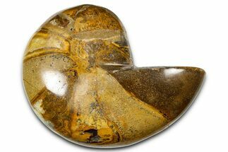 Polished Fossil Nautilus (Cymatoceras) - Madagascar #378986