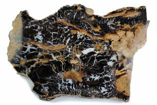 Polished Petrified Shrinkwood Slab - Parker, Colorado #378112