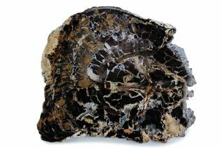 Petrified Wood For Sale