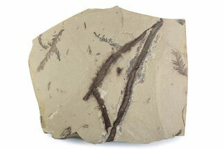 Shale With Dawn Redwood (Metasequoia) Fossils - Montana #378286