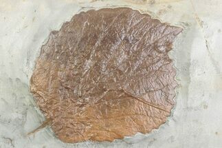 Paleocene Fossil Leaf (Davidia) - Montana #378415