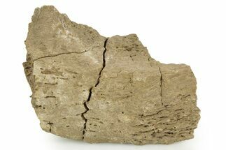 Hadrosaur (Edmontosaurus) Rib Section - Wyoming #378388