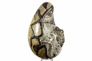 Septarian Dragon Egg Geode - Sparkly Black Crystals #378947