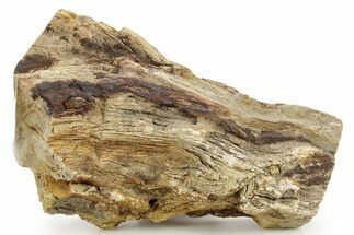 Triassic-Age Petrified Wood Log - Madagascar #379259