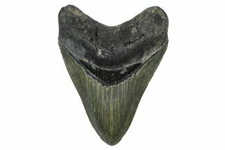 Serrated, Fossil Megalodon Tooth - North Carolina #378092