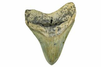 Serrated, Fossil Megalodon Tooth - North Carolina #378093