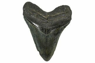 Serrated, Fossil Megalodon Tooth - North Carolina #378094