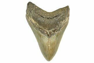 Serrated, Fossil Megalodon Tooth - North Carolina #378101